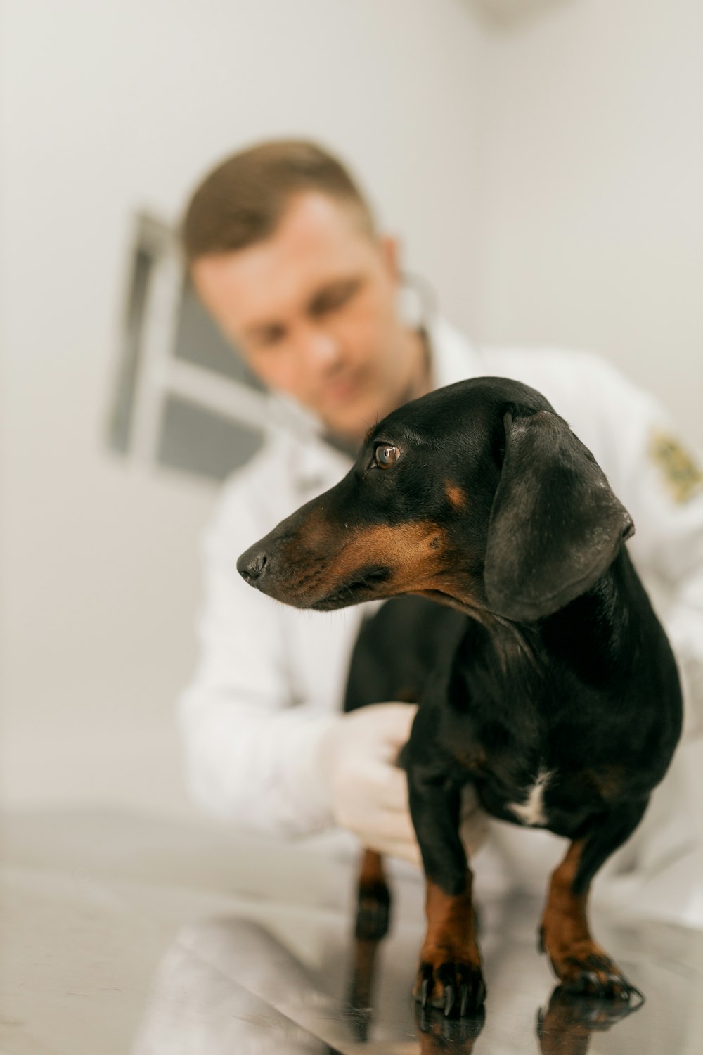 Veterinário examinando um dachshund com estetoscópio